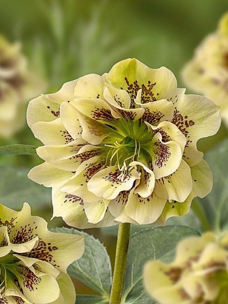 Helleborus orientalis Double Ellen Yellow Spotted- sniegaroze